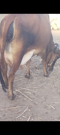 બીજું વેતર