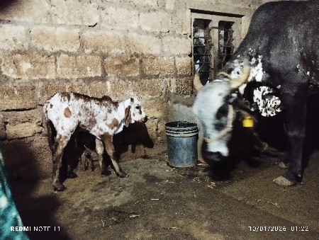 थंबनेल 3