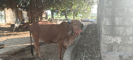 थंबनेल 2