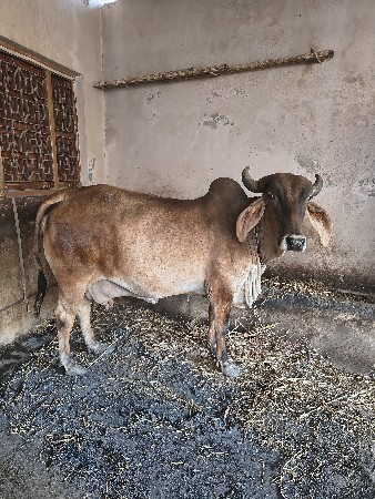 थंबनेल 2