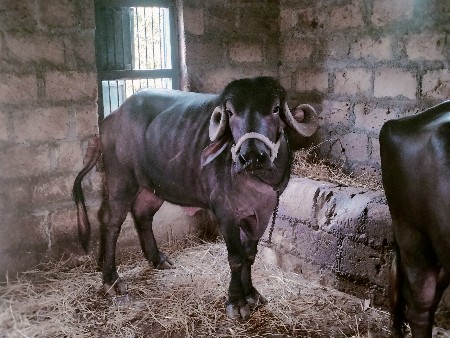 ભેંસો વેચવાની છે ૩(ત્રણ )