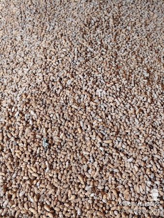 sso
માંડવો કોરો છે