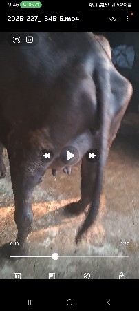 પેલૂ વેતરખડૈલી વેસવીનીછે