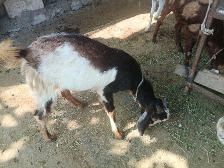 બકરા દેને કા હૈ