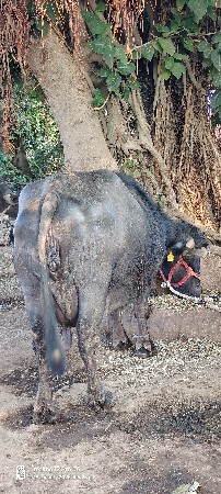 थंबनेल 3