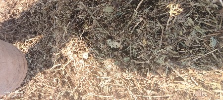 માંડવી નોપાલો