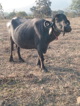 આ 2 ખડાયું વેસવા ની સે