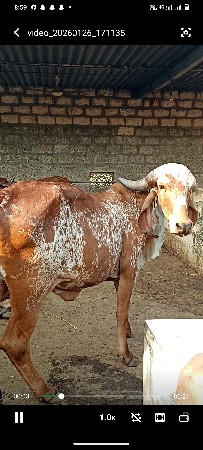 ગીર હોડકી