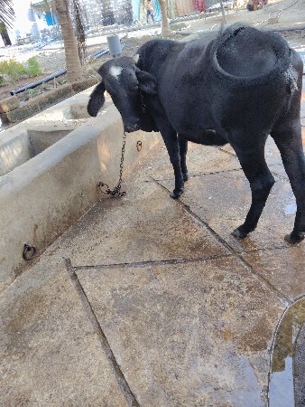 હોડકી વેચવાની સે