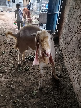 થંબનેલ 2