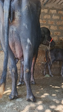 थंबनेल 3