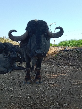 વેસવાનીસે