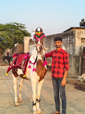 ધોડી વેચવાની છે