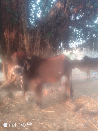 aa gir gai vesvani se