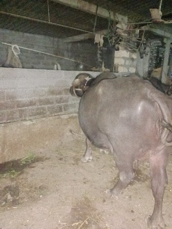 थंबनेल 3