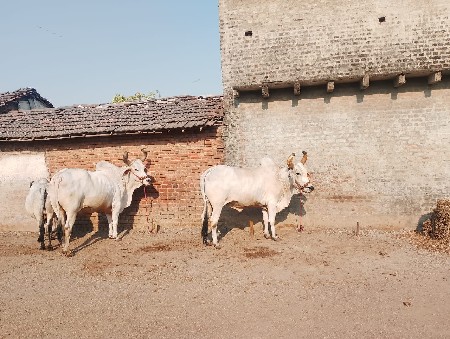 3 ધર ના ગોઢલા