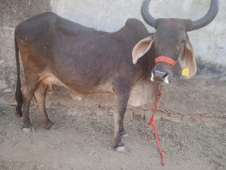 थंबनेल 2