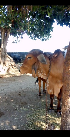 ગાય વેંચવા ની છે