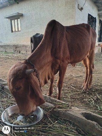 ઓડકી વેચવાની છે