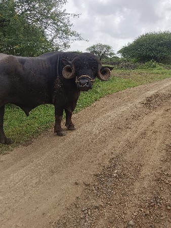 थंबनेल 3