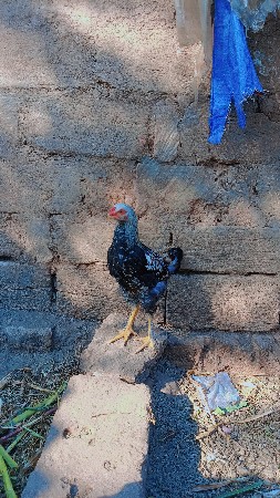 थंबनेल 3