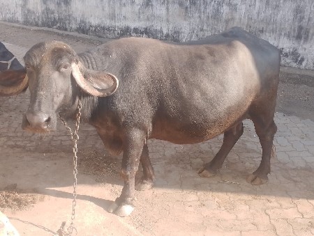 vesvani se 9909281297