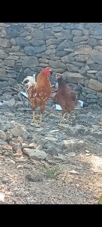 એ મુરઘો અને એક મુર્ગી આપવાનિછે