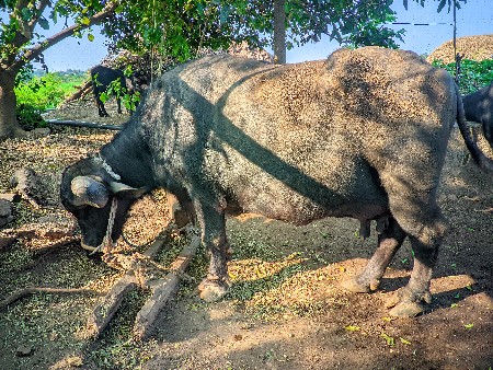 थंबनेल 3