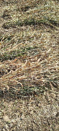 javar niran vesvani se