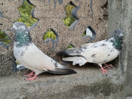 થંબનેલ 3