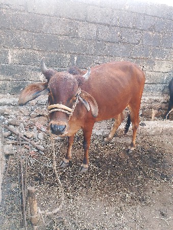 थंबनेल 3