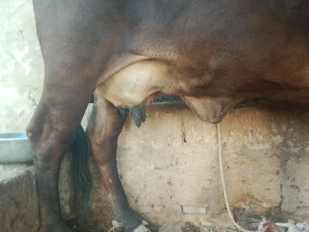 ગાય વેચવાની