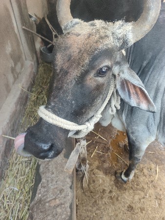 ગાય વેચવાની છે 3 વેતર છે