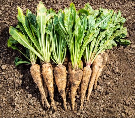 ચિકોરી કપવાનુ મશીન વેંચવાનુ છે