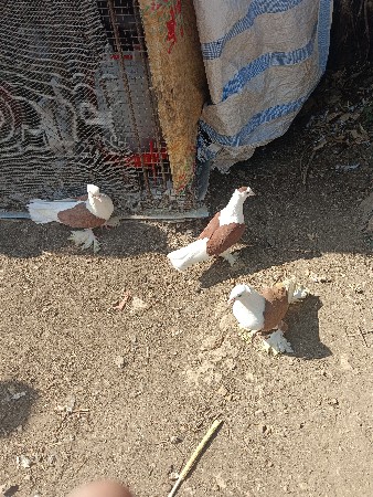 ત્રણ નંગ વેચવાના છે એક જોડી એક સિંગ