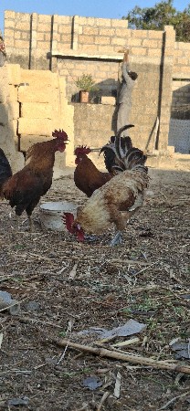 થંબનેલ 3