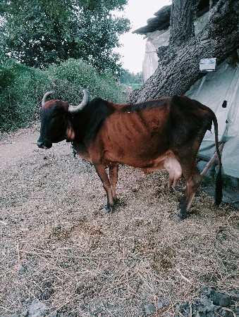 थंबनेल 3