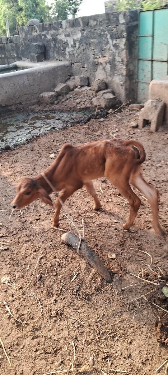 थंबनेल 2