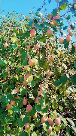 थंबनेल 2