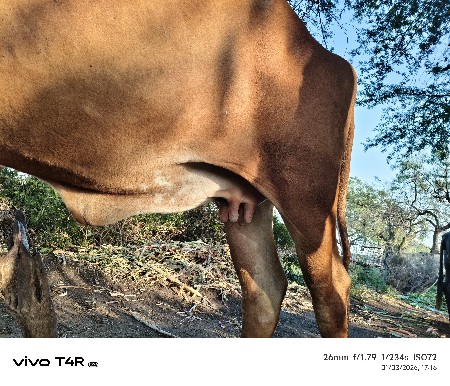 ગાય વેચવાની છે