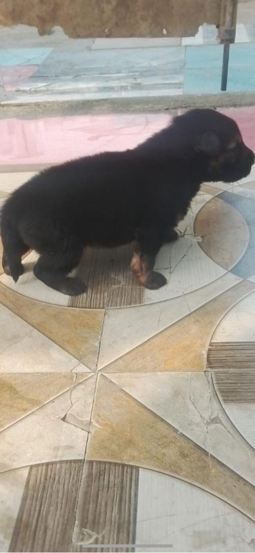 થંબનેલ 2