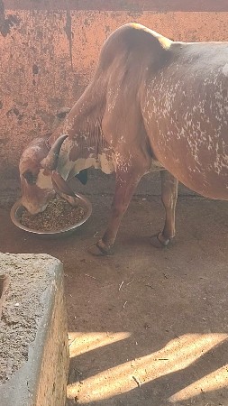 🌽 *લીલી મકાઈનું સાઇલેજ*