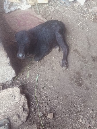 આ ભેંસ વેચવાની છે