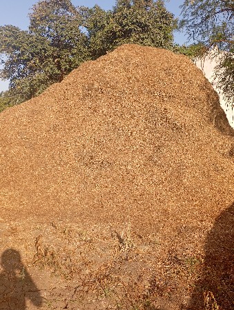 માડવીનો ભુકો