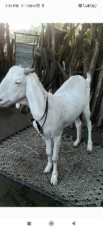 સૌજતગુલાબીબકરી