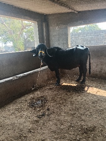 પેલું વેતર ખડેલી વેચવાની છે