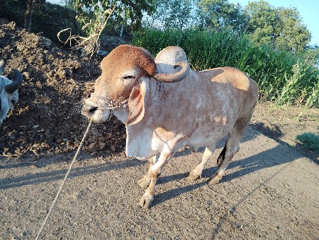 થંબનેલ 3