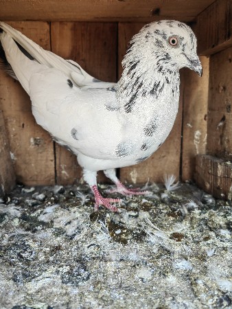 थंबनेल 2