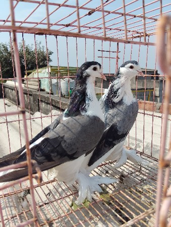 थंबनेल 3