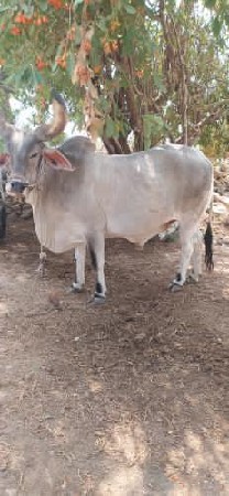 थंबनेल 3